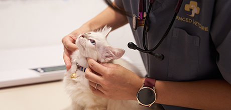 Advanced VetCare